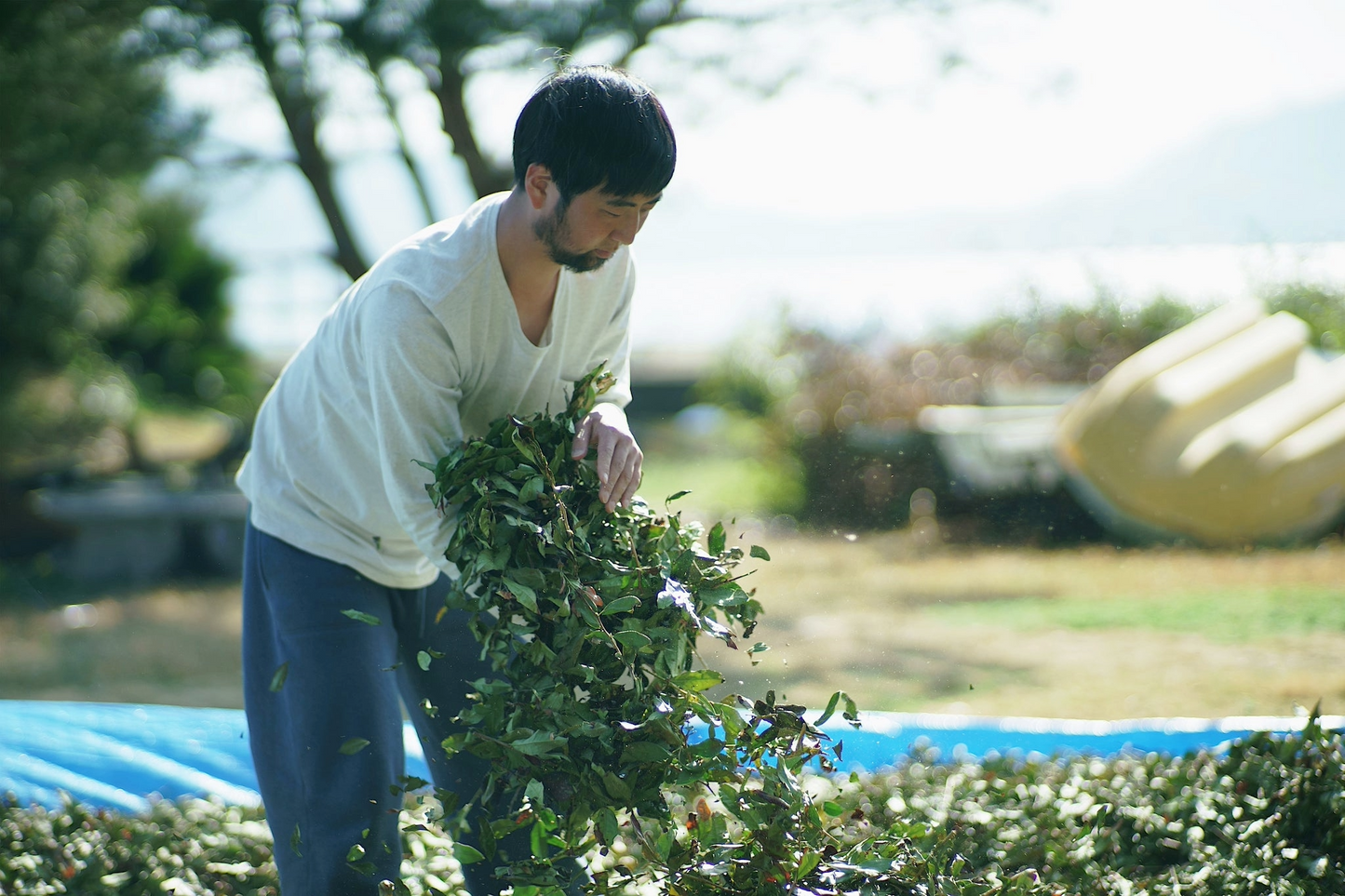 Ehime Yabukita Genmaicha - Fresh Green Tea with Roasted Brown Rice Flavor by TEA FACTORY GEN 2.1 oz/60g